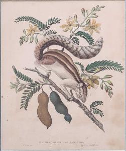 Indian Squirrel and Tamrind. Jam Forbes, Bombay 1769. 1813. 22 x 27 cm. Tear At bottom, sc