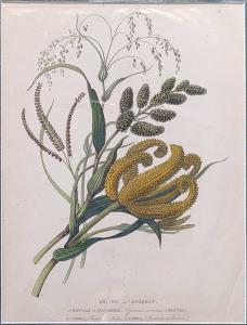 Grains in Guzerat. 1. Boutah or Natchnee, 2 Buntee, 3 Codra, 4 Chena. 1813. 22 x 29.5cm. T