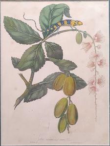 Blue Lizard and Neva Tree. W. Hooker fecit, Jam. Forbes. Dazagon, 1771. 1813. 20.5 x 28 cm
