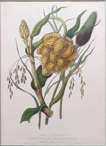 Grains in Guzerat. 1. Juarree, 2 Bahjeree, 3 Batty or Rice, Jam Forbes, 1780. 1813. 22 x 3