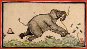 A maddened bull elephant yanks at his foreleg restraining chains with his curling trunk, p