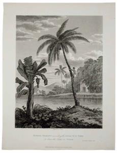View - Bombay Hindoo Ascending a Cocoa-Nut Tree Unnamed location in South Bombay, a very e