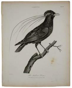 Flora/Fauna - Bombay Presidency Corvus, the Indian Dan Provenance: Universal Dictionary of
