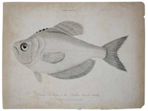 Fauna - Bombay Presidency Bossus, of the Indian Hunchback Provenance: Universal Dictionary