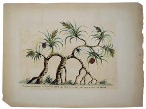 Flora/Fauna - Bombay Presidency Pandanus Tectoris, The Kerua Tree, In his magnificent magn