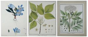 10 sheets of Hayne’s Faithful Representation of Arzneykunde, colored copper engraving 1805