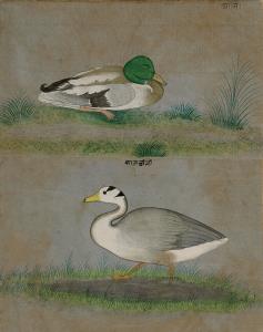 Inscribed above each fowl in black devanagari script: "Anvih" and "Kajchini"<br/>Painted i